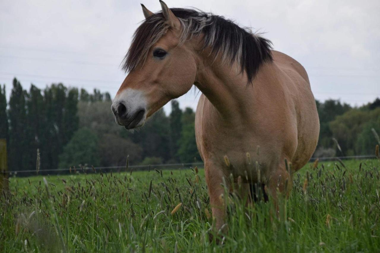 Ferme De La Forterie Verlinghem Экстерьер фото