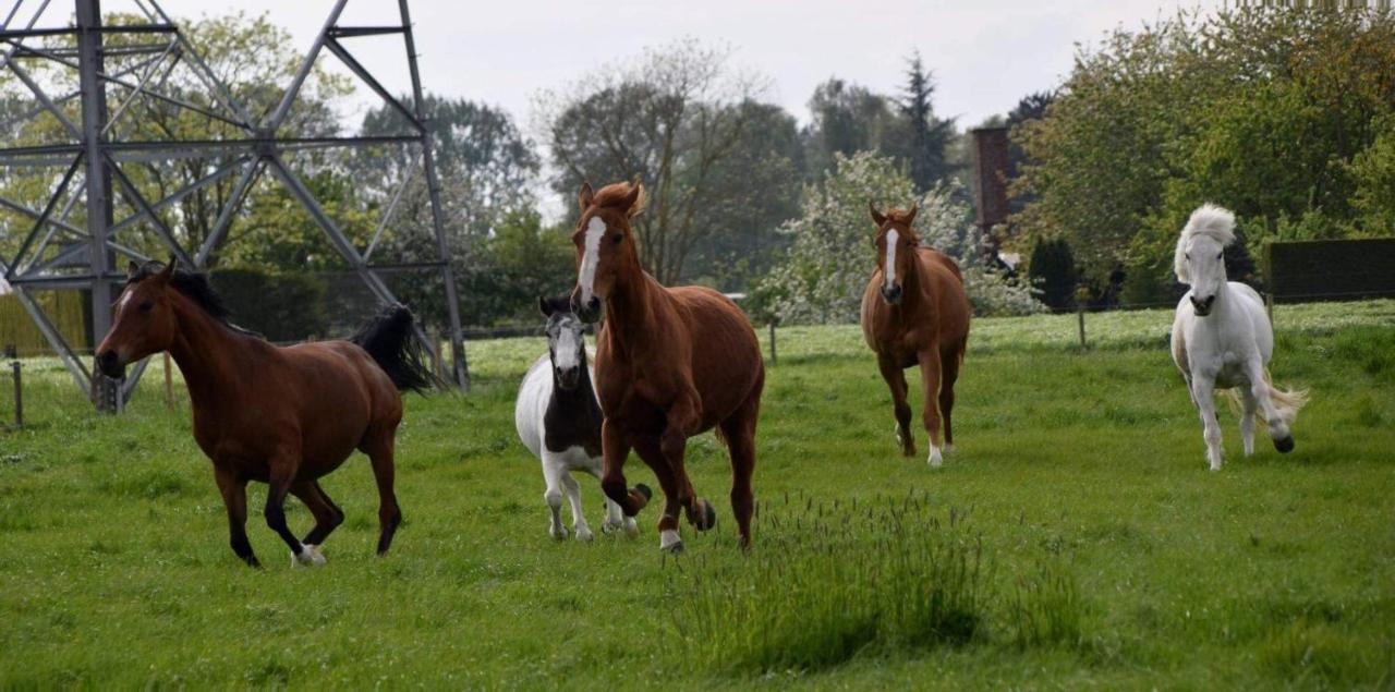 Ferme De La Forterie Verlinghem Экстерьер фото